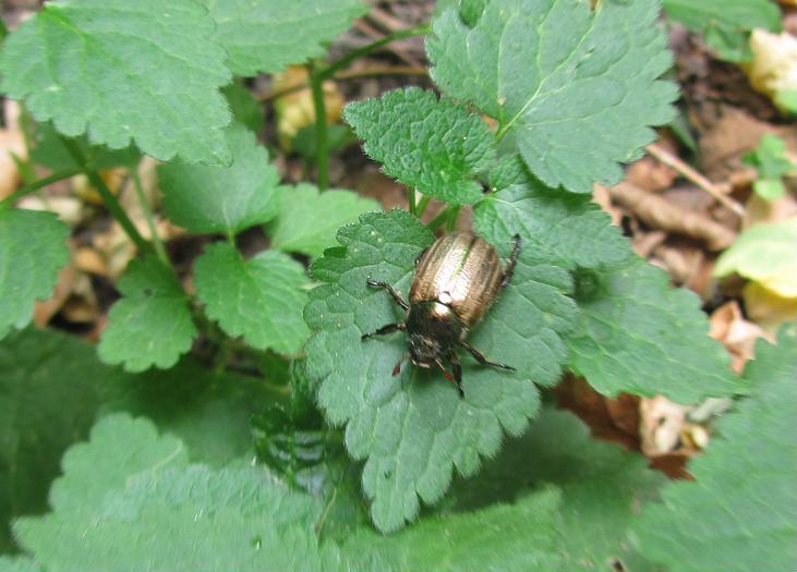 Mimela junii? S, Rutelidae